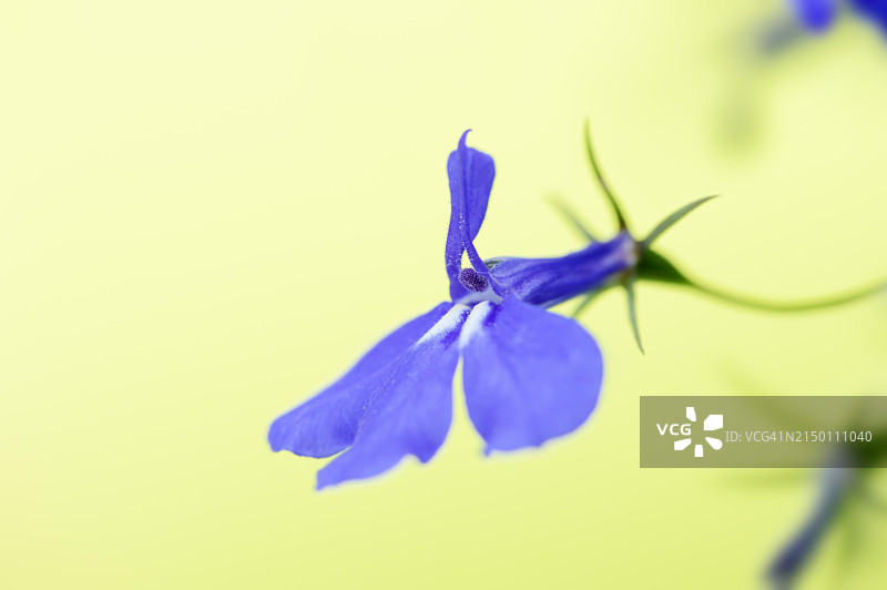 蓝星 lobelia erinus，观赏植物，德国北莱茵-威斯特法伦图片素材