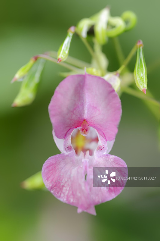 喜马拉雅凤仙花和蒴果，德国北莱茵-威斯特法伦图片素材