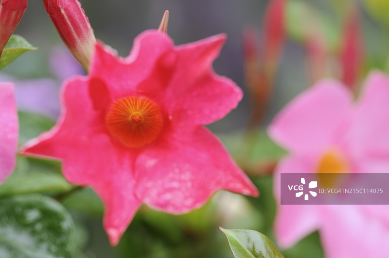曼德维尔藤(Dipladenia sanderi, Mandevilla sanderi),花卉,观赏植物,德国北莱茵-威斯特法伦州,欧洲图片素材