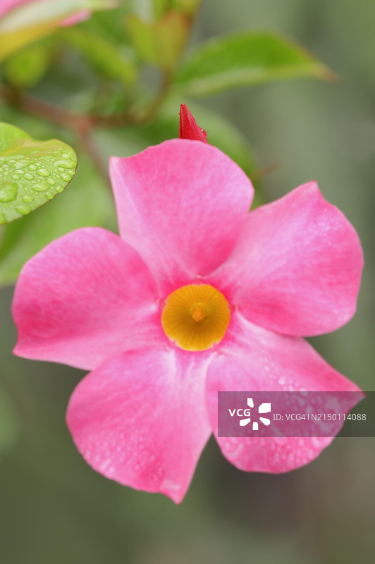 曼德维尔藤（Dipladenia sanderi, Mandevilla sanderi），花卉，观赏植物，德国北莱茵-威斯特法伦州，欧洲图片素材