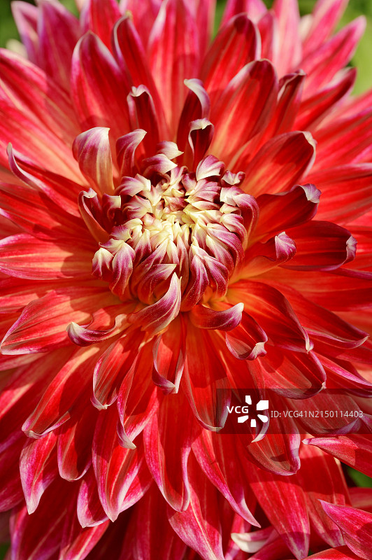 大丽花特写图片素材