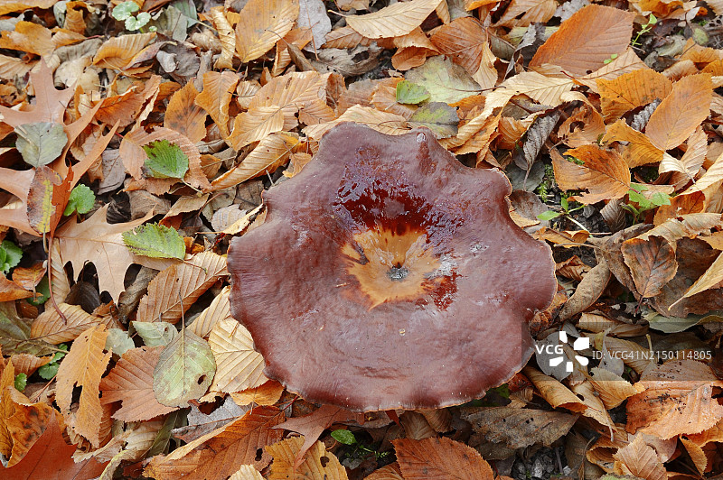 德国的栗褐色柄孔菌图片素材