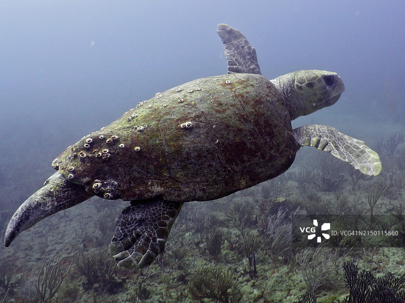 美洲佛罗里达州棕榈滩的蠵龟图片素材