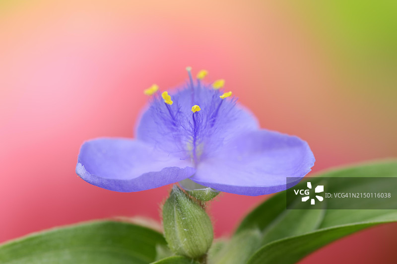 花园三叶草花（翠蝶花），观赏植物，德国北莱茵-威斯特法伦州图片素材