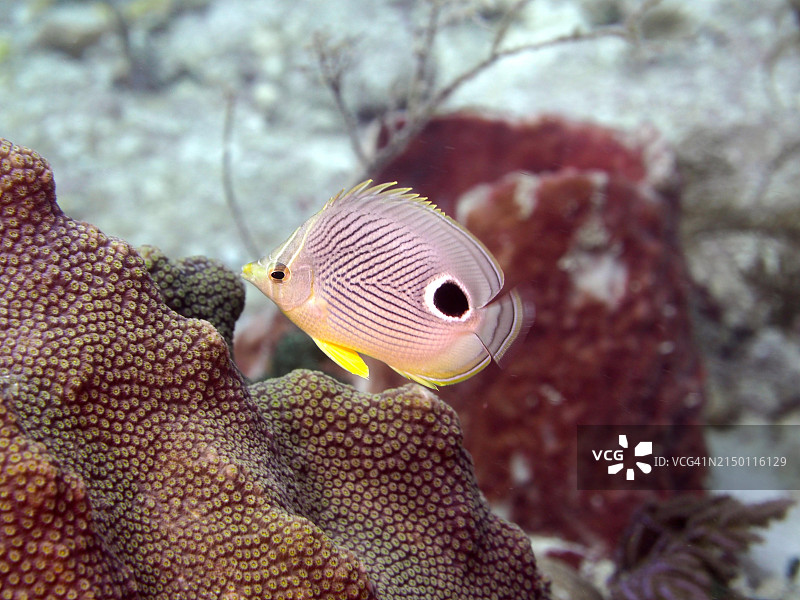 四眼蝶鱼，潜水点位于美国佛罗里达州礁岛群约翰·彭尼坎普珊瑚礁州立公园，北美洲图片素材
