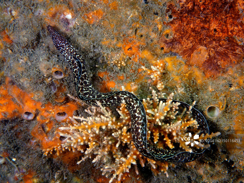 星斑裸胸鳝，摄于美国佛罗里达州蓝鹭桥潜水点图片素材