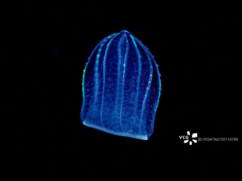 地中海瓜水母（Beroe ovata），栉水母，夜晚，潜水点，里维埃拉海滩，美国佛罗里达州，北美洲图片素材