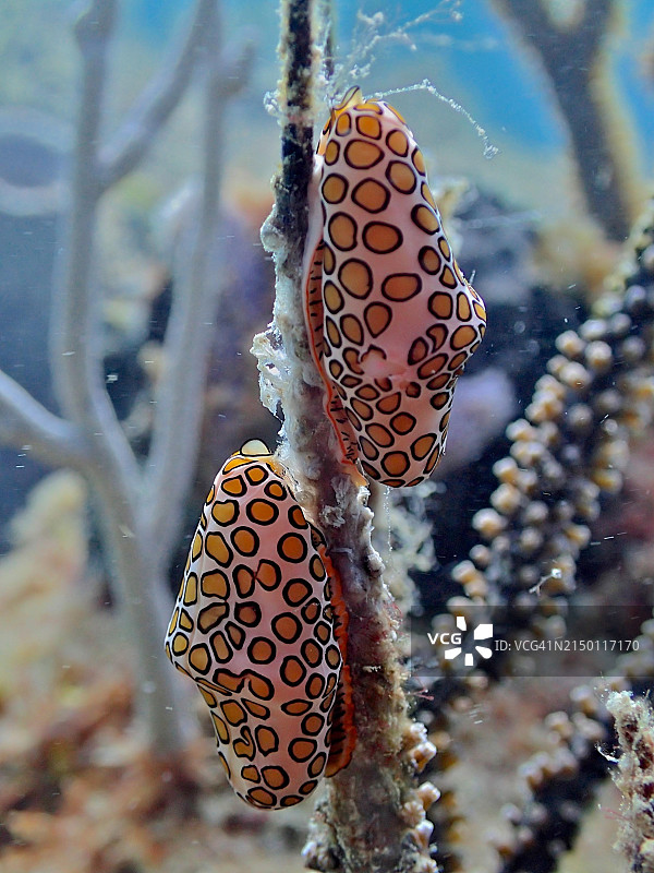 在珊瑚礁上觅食的两种火烈鸟舌蜗牛标本图片素材