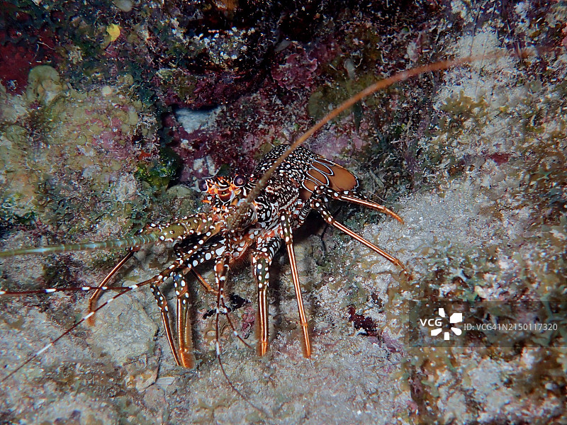 夜间的几内亚小龙虾（Panulirus guttatus）图片素材