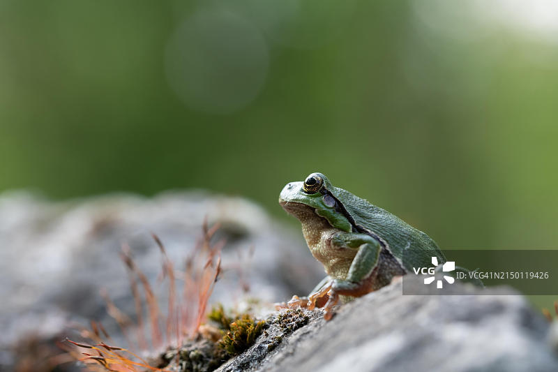 欧洲树蛙，雄性，栖息在长满苔藓的石头上，德国图片素材
