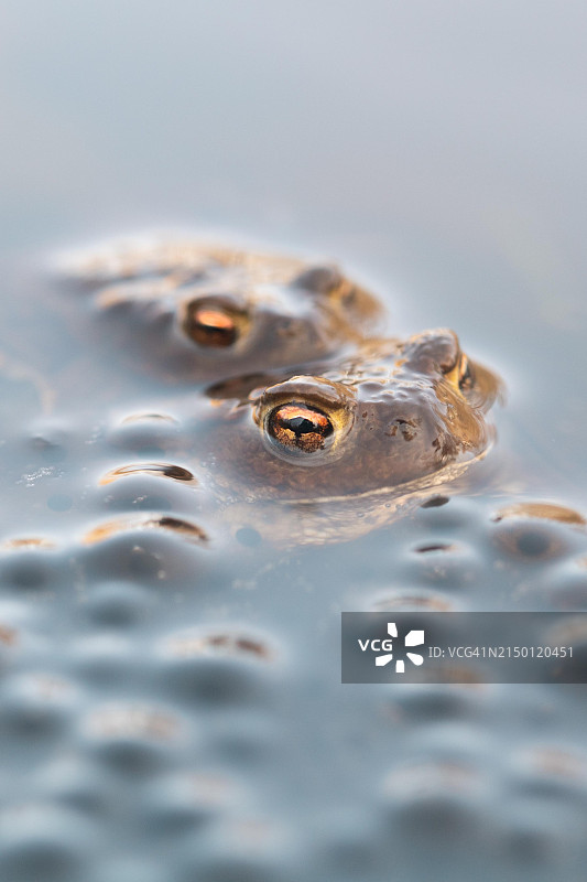 普通蟾蜍与青蛙卵，德国北莱茵-威斯特法伦图片素材