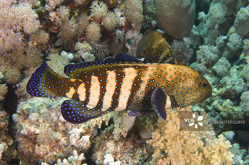 婚姻期的蓝点石斑鱼图片素材