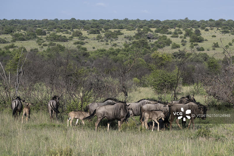 南非西北省姆齐基私人动物保护区内的蓝色角马（牛羚）图片素材