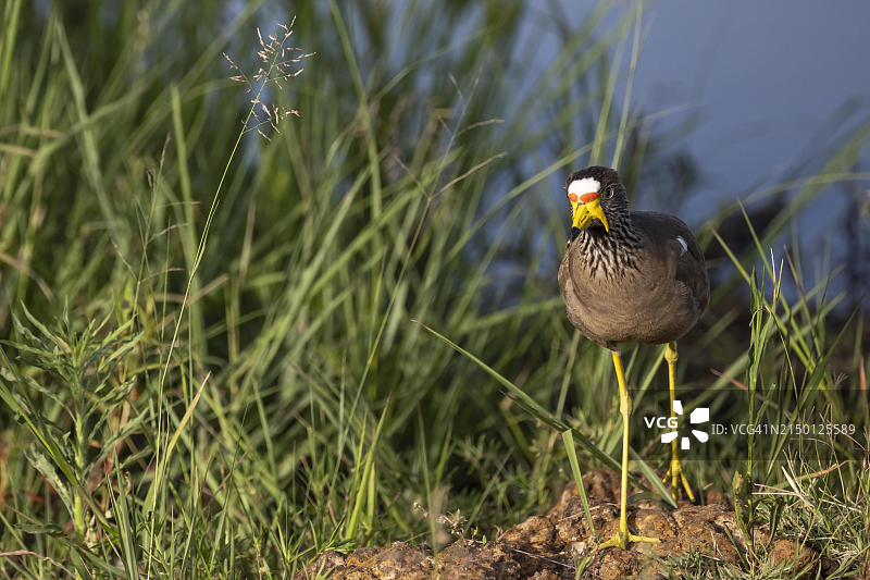 非洲肉垂麦鸡：南非西北省图片素材