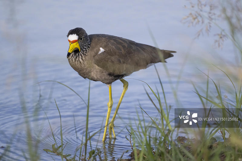 非洲肉垂麦鸡：南非西北省图片素材