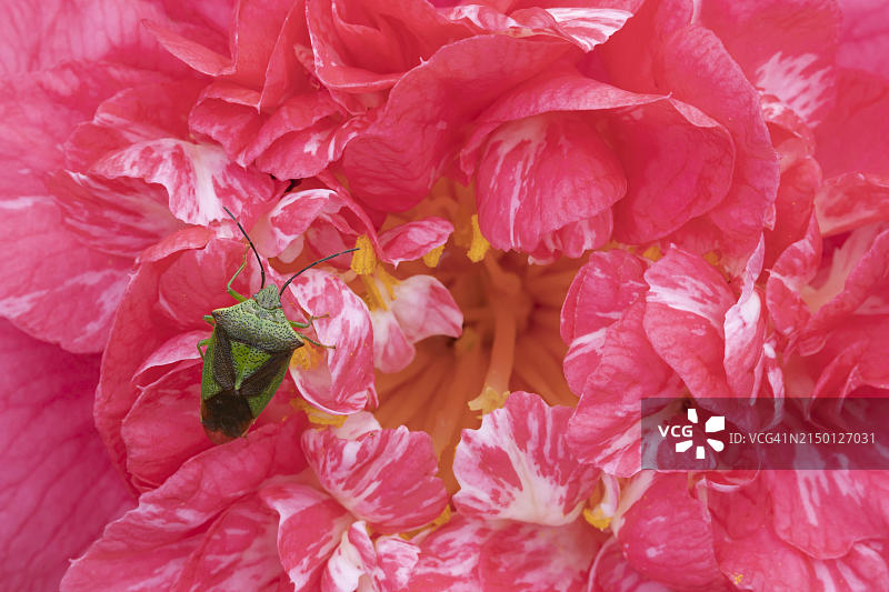 花园山茶花上的山楂盾椿象成虫图片素材