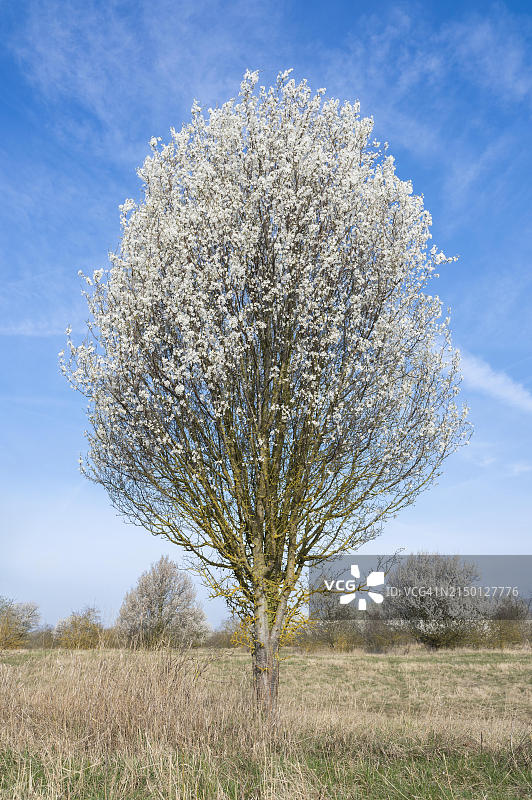 黑刺李(Prunus spinosa)白色花，图林根，德国，欧洲图片素材