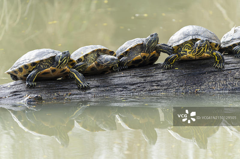 欧洲，法国，池塘树枝上的红耳滑龟(Trachemys scripta elegans, Pseudemys scripta elegans)图片素材