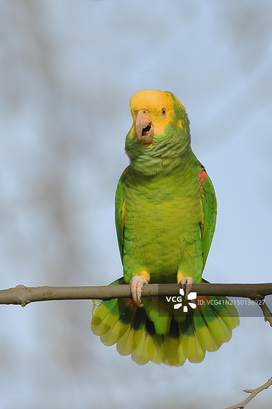 黄头亚马逊(亚马逊oratrix belizensis)，在一棵梧桐树枝上，蓝天，罗森斯坦公园，斯图加特，巴登-符腾堡州，德国，欧洲图片素材