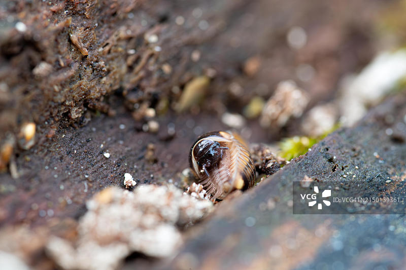 隐藏在德国黑森州萨巴堡原始森林自然保护区Reinhardswald枯木中的西部六条纹吸汁虫图片素材