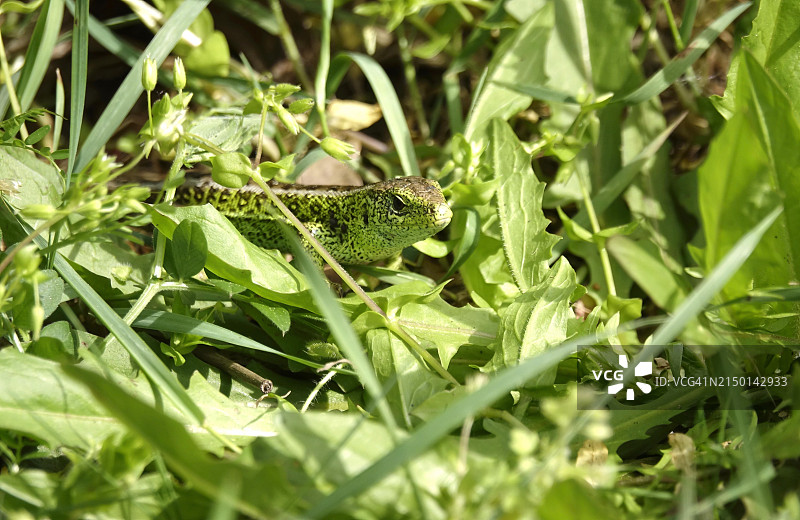 德国萨克森的小蜥蜴，春天图片素材