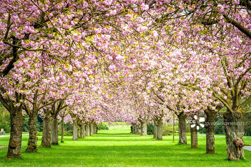德国汉堡奥尔托纳主墓地的樱花大道图片素材