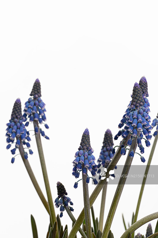 白色背景上的蓝色花朵特写图片素材