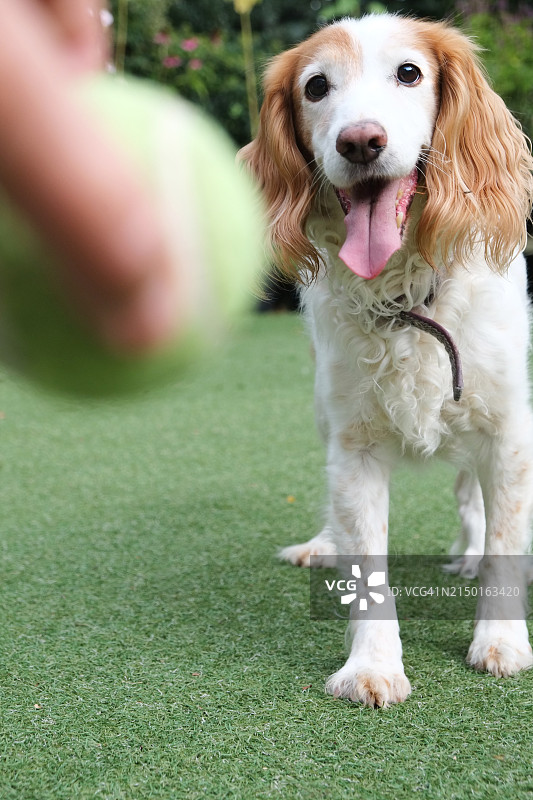 可卡犬在花园里玩耍图片素材