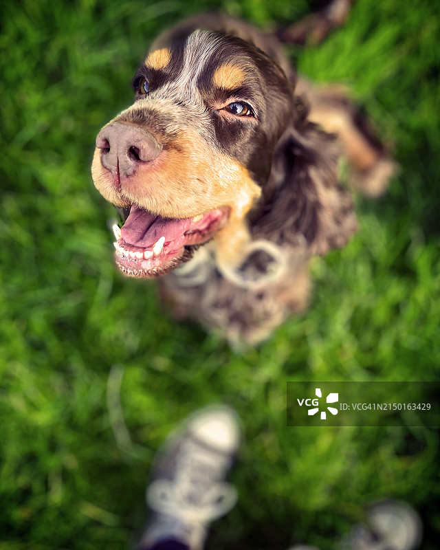 可爱快乐的可卡犬图片素材