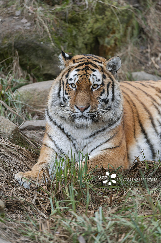 趴在地上的西伯利亚虎图片素材