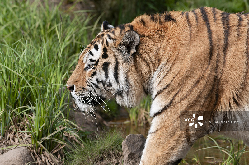 西伯利亚虎(Panthera tigris altaica)在其领土上奔跑，圈养，德国，欧洲图片素材