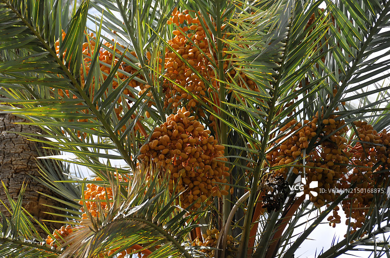 摩洛哥南部高阿特拉斯山脉，棕榈树枝上成熟的海枣特写图片素材