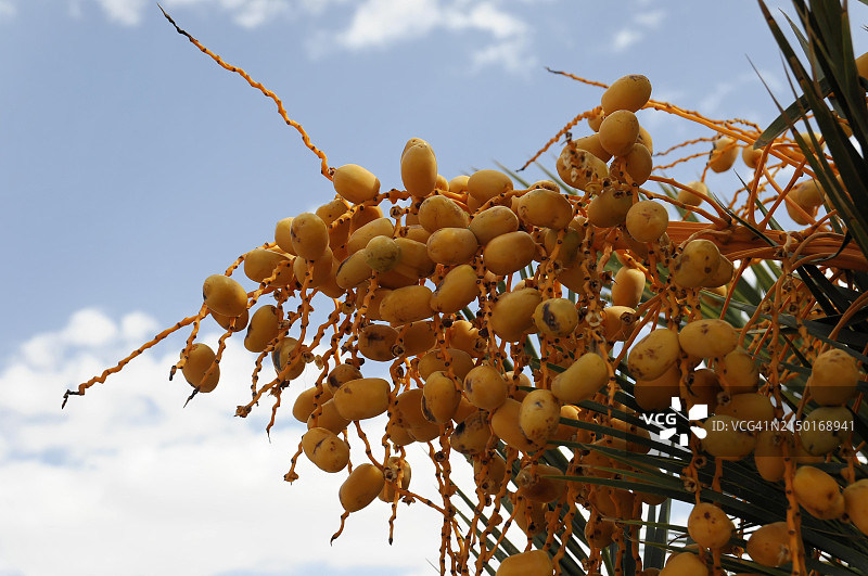 摩洛哥蒂内希尔的成熟黄色椰枣图片素材