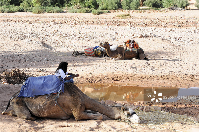 阿伊特·本·哈杜，骆驼在沙漠中休息图片素材