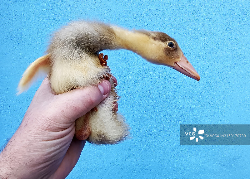 人类手中的小鸭图片素材