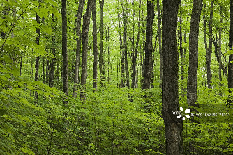 夏季加拿大魁北克省奥尔良岛的枫树林图片素材