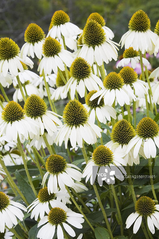 加拿大魁北克省白色松果菊特写图片素材