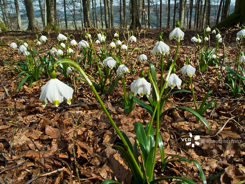 德国巴登-符腾堡的雪片莲图片素材