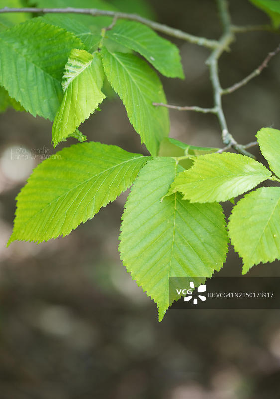 欧洲德国北莱茵-威斯特法伦州斯托尔贝格的糙榆树叶特写图片素材