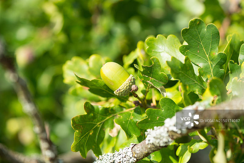 未成熟的欧洲栎（夏栎）绿色橡子，挂在树枝上图片素材