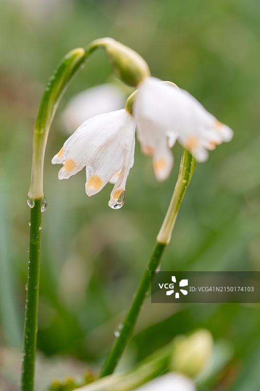 德国费尔贝特，带有露珠的春雪片莲特写图片素材