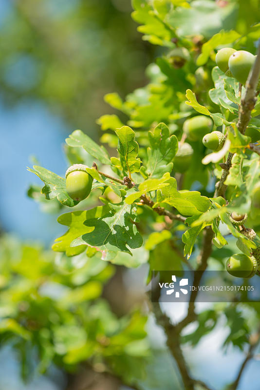 绿橡树未成熟的果实、橡树叶特写，吕讷堡石楠自然保护区远足图片素材