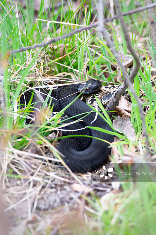 欧洲普通蝰蛇图片素材