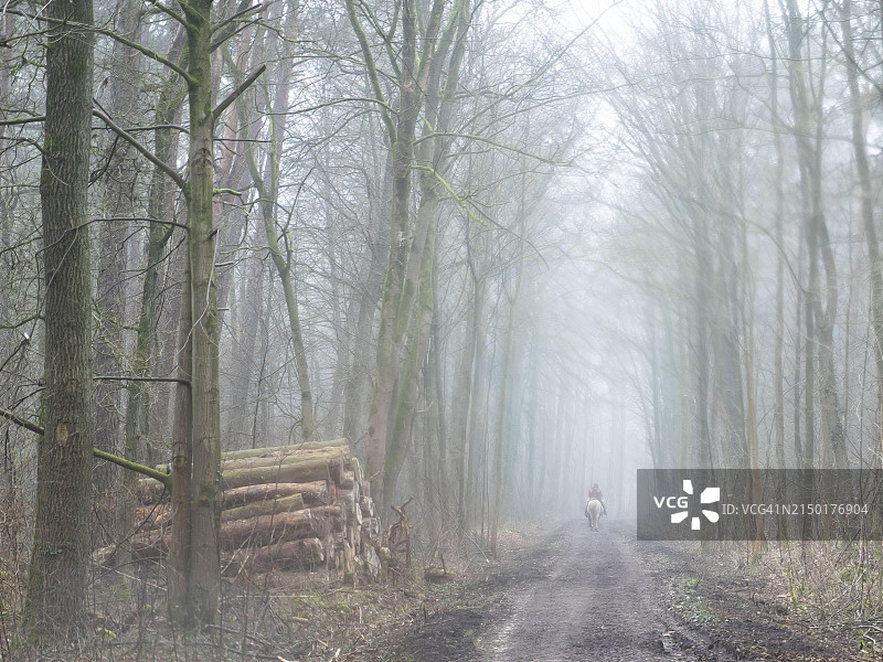 德国北莱茵-威斯特法伦州雾中的森林小路图片素材