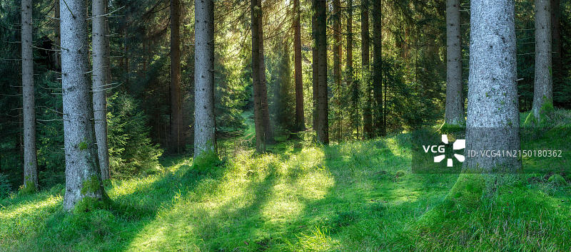 图林根森林阳光明媚的云杉林全景，德国图片素材