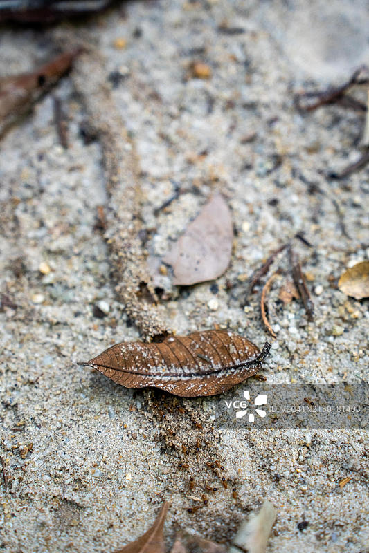亚马逊博物馆MUSA的白蚁防护长廊，马瑙斯，巴西，南美图片素材