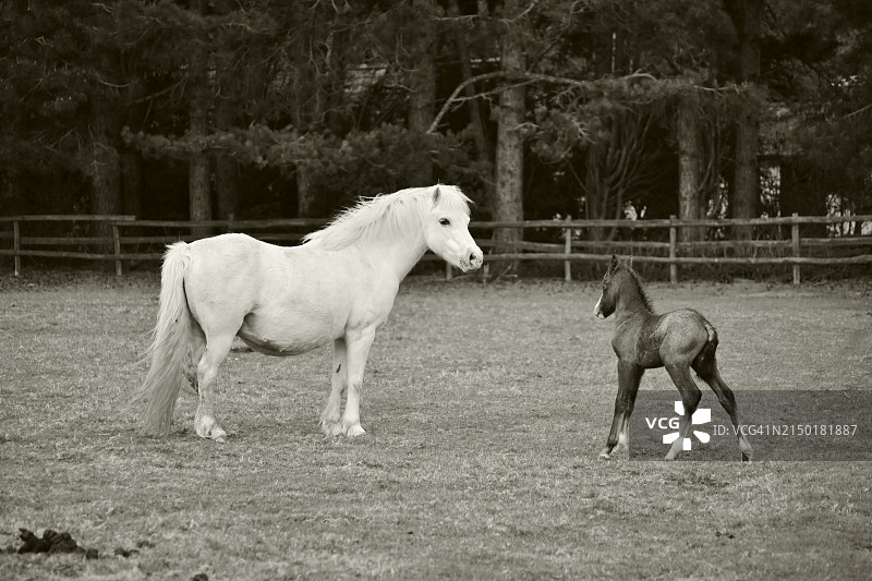 新生小马驹和它的母亲图片素材