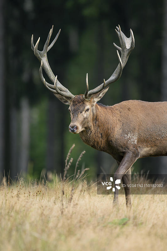 马鹿(Cervus elaphus)站在森林草地上，圈养，德国，欧洲图片素材