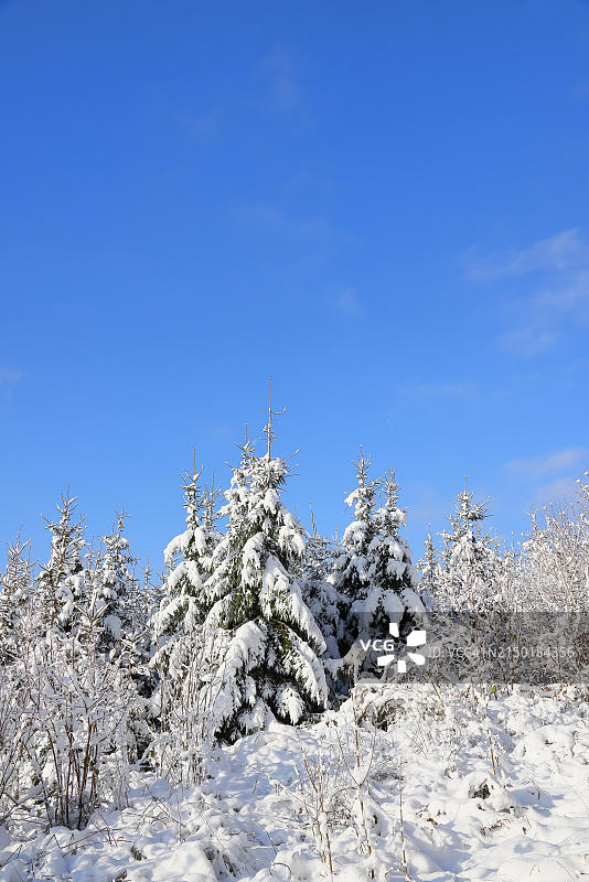 雪后的冬季森林:阳光明媚的冬日,被白雪覆盖的云杉,德国北莱茵-威斯特法伦锡根兰罗塔尔施泰格图片素材