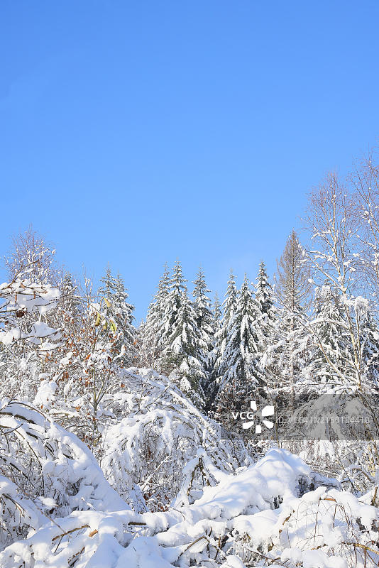 雪后的冬季森林：阳光明媚的冬日，被白雪覆盖的云杉，德国北莱茵-威斯特法伦锡根兰罗塔尔施泰格图片素材